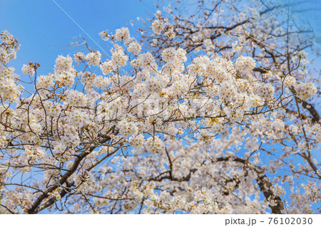 春 千鳥ヶ淵 桜 田安門 桜満開 春 千鳥ヶ淵 桜 田安門 桜満開 76102030