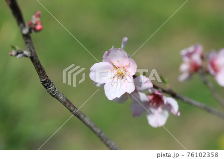 アーモンドの花 76102358