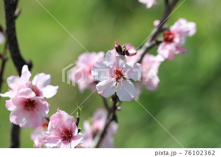 アーモンドの花 アーモンドの花 76102362