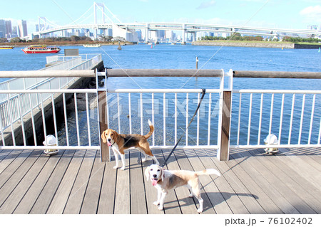 レインボーブリッジが見えるお台場散歩のビーグル犬の写真素材