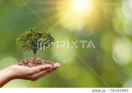 Trees are planted on the ground in human hands with natural green backgrounds, the concept of plant growth and environmental protection. Trees are planted on the ground in human hands with natural green backgrounds, the concept of plant growth and environmental protection. 76102663