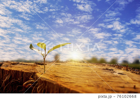The saplings sprouting on the cut stump, including the rising sun, the concept of plant growth and the new beginning of the plant. The saplings sprouting on the cut stump, including the rising sun, the concept of plant growth and the new beginning of the plant. 76102668
