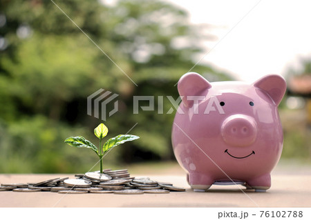 A sapling or a small tree that is planted on a pile of coins, including a piggy bank to save money, saving ideas and saving money. 76102788