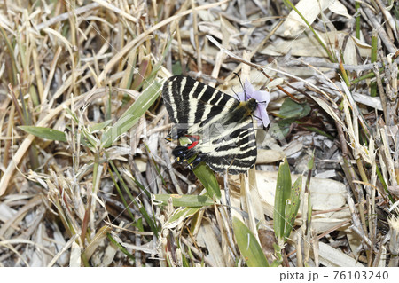 ギフチョウ 76103240