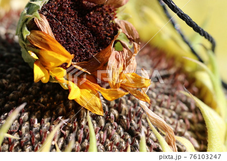 種をつけたひまわりの花 76103247