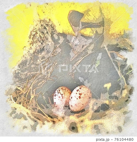 鳥の巣と卵ふたつのイラスト素材