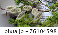 植物 花 木 76104598