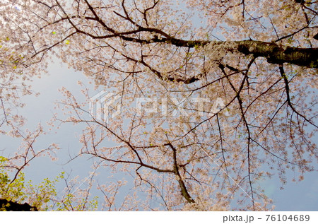 桜 桜 76104689