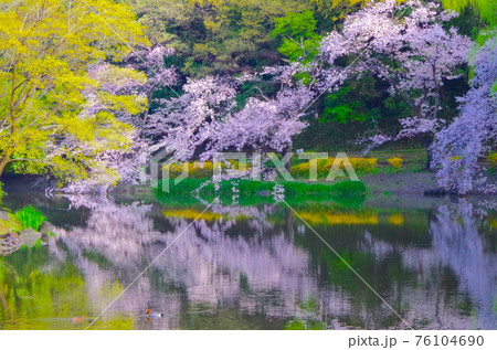 桜 76104690