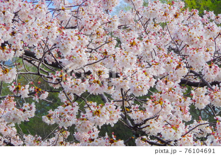 桜 76104691