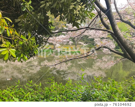 桜 桜 76104692