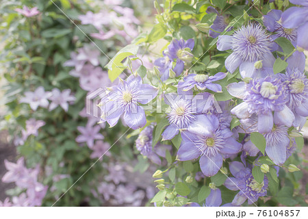 クレマチス(鉄仙)  花 76104857