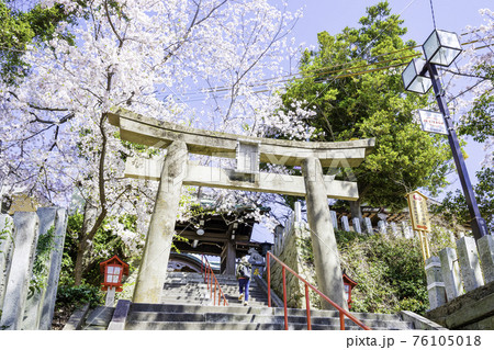 境内に咲き誇る満開の桜が美しい愛宕神社 福岡県福岡市 の写真素材