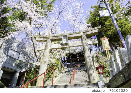 境内に咲き誇る満開の桜が美しい愛宕神社（福岡県福岡市） 76105020