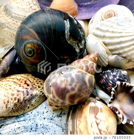 江の島で拾い集めた貝たち 江の島で拾い集めた貝たち 76105035