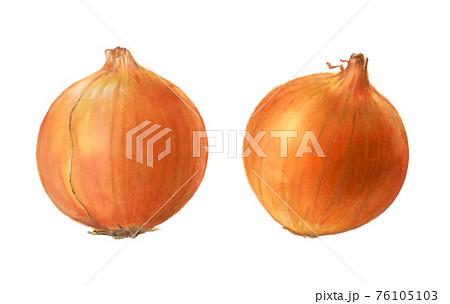 玉ねぎ　野菜の手描きイラスト 76105103