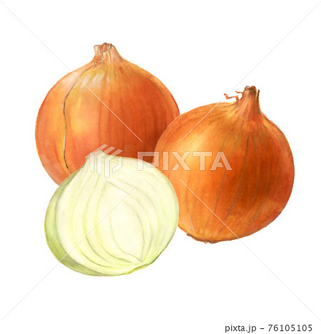 玉ねぎ 野菜の手描きイラストのイラスト素材 玉ねぎ 野菜の手描きイラストのイラスト素材