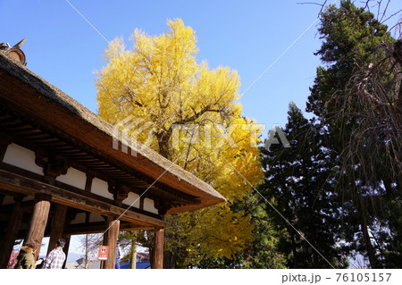 福島県喜多方市　新宮野神社の大イチョウ 76105157