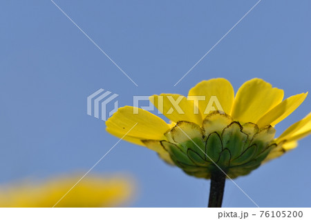 青空の下で咲いたかわいいブルーボネットとネモヒラの花の写真素材 青空の下で咲いたかわいいブルーボネットとネモヒラの花の写真素材