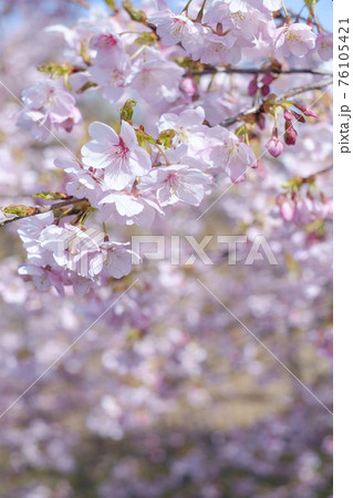 早春の寒桜 76105421