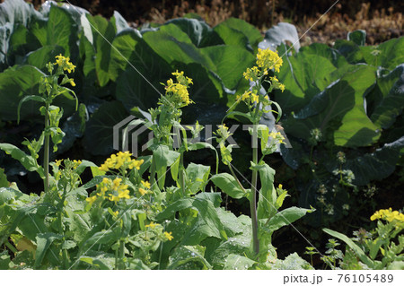 収穫遅れで花が咲いた蕪 収穫遅れで花が咲いた蕪 76105489