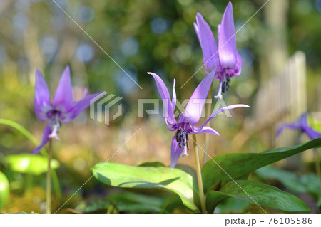 春の里山に咲くカタクリの花 76105586