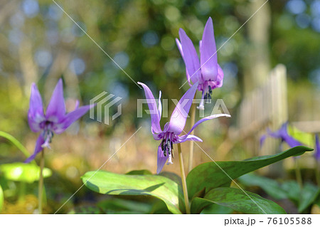 春の里山に咲くカタクリの花 76105588