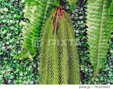Many beautiful artificial green plant decoration on the wall and make it look fresh and beautiful. Decorate the garden with fake plants on the wall of the house for nature background. Selective focus. 76105662