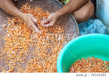 Close up to an eldery female fisherman use small knife to cut out unwanted parts of the shrimp, which is one step in making dried shrimp for sale. Close up to an eldery female fisherman use small knife to cut out unwanted parts of the shrimp, which is one step in making dried shrimp for sale. 76105895