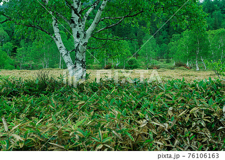 たくさんの笹と雨に濡れた白樺の森 76106163