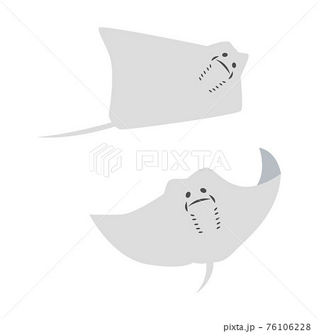 エイのイラストセットのイラスト素材 76106228 Pixta