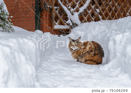Maine Coon cat sits on a snow-covered path near the house 76106269