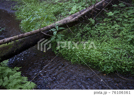 来運神社 来運の水の流れの写真素材