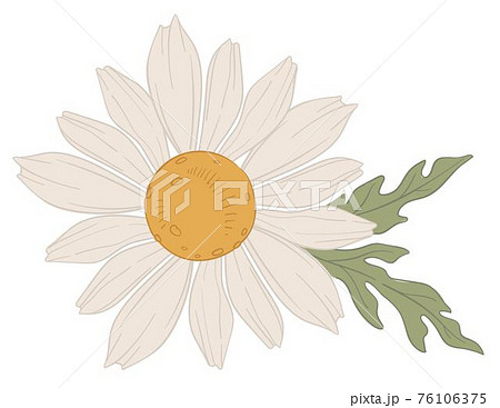 Chamomile white blooming flower in blossom vector Chamomile white blooming flower in blossom vector 76106375