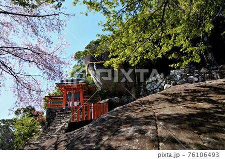 神倉神社　御神体のゴトビキ岩と桜 76106493
