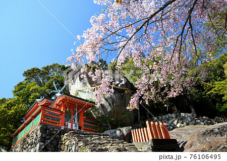 神倉神社　御神体のゴトビキ岩と桜 76106495