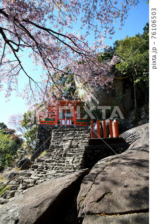 神倉神社　御神体のゴトビキ岩と桜 76106503