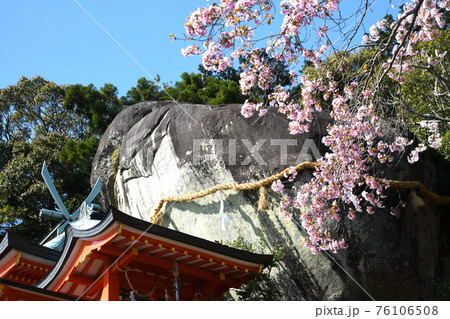 神倉神社 御神体のゴトビキ岩と桜 神倉神社 御神体のゴトビキ岩と桜 76106508