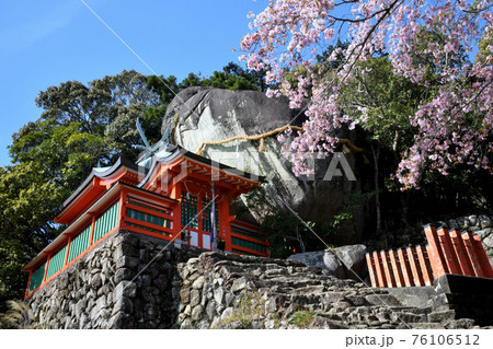 神倉神社　御神体のゴトビキ岩と桜 76106512