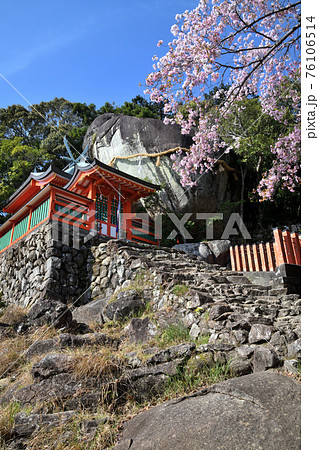 神倉神社　御神体のゴトビキ岩と桜 76106514