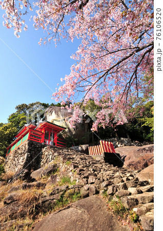 神倉神社　御神体のゴトビキ岩と桜 76106520
