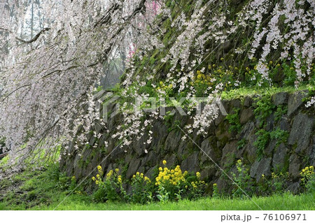 又兵衛桜 76106971