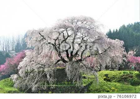 又兵衛桜 76106972