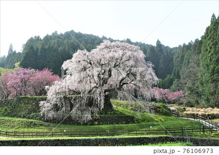 又兵衛桜 76106973