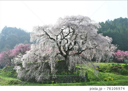 又兵衛桜 76106974