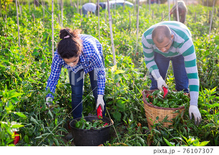 Positive woman harvesting bell peppers on farm field in day 76107307