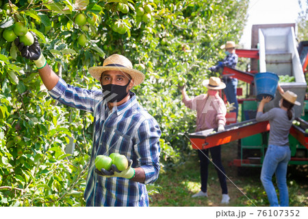 Worker in mask gathering apples at orchard Worker in mask gathering apples at orchard 76107352