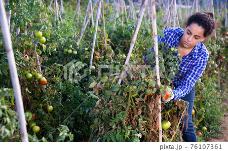 Successful female gardener with ripe red tomatoes on the field Successful female gardener with ripe red tomatoes on the field 76107361