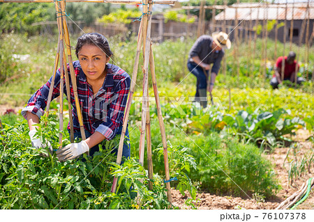 Peruvian woman gardener during working with tomatoes seedling 76107378