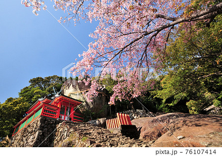 神倉神社　御神体のゴトビキ岩と桜 76107414